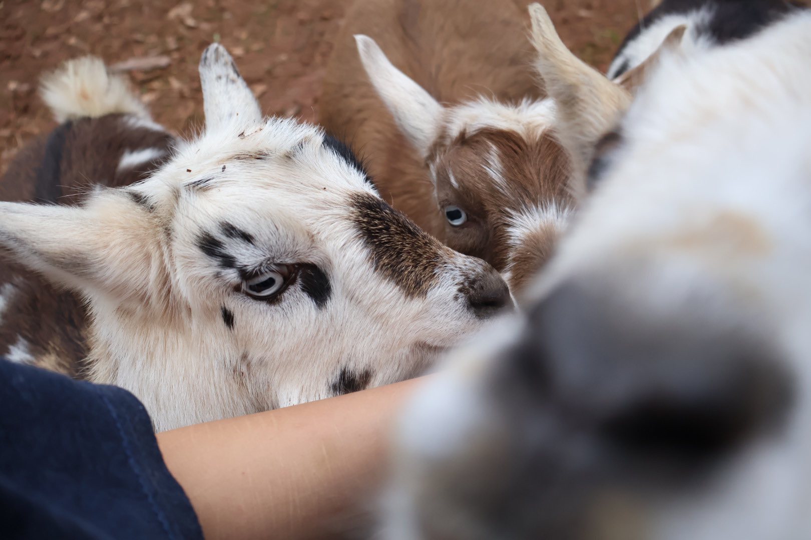 Baby goats at Wild Willow Farm